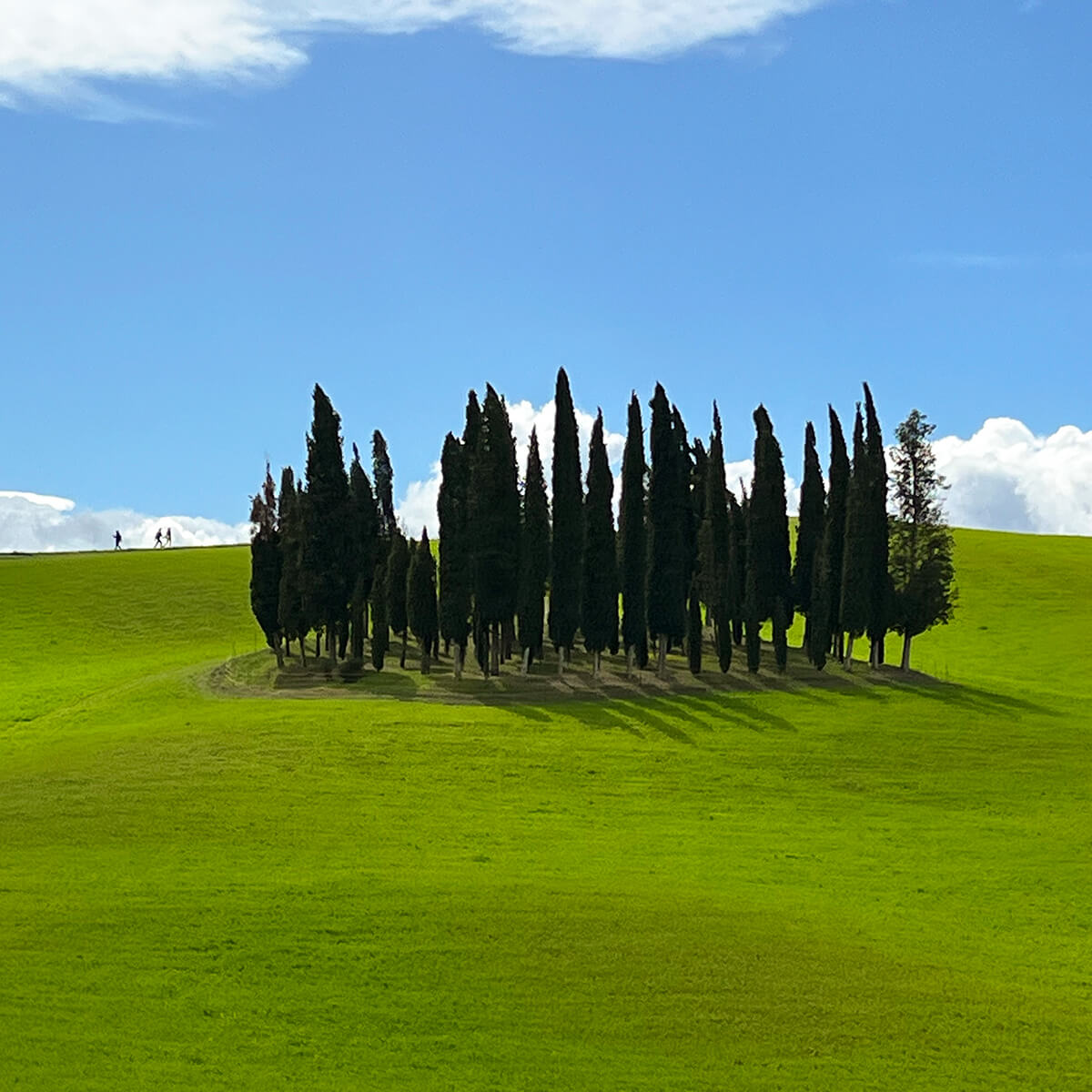 cipressi