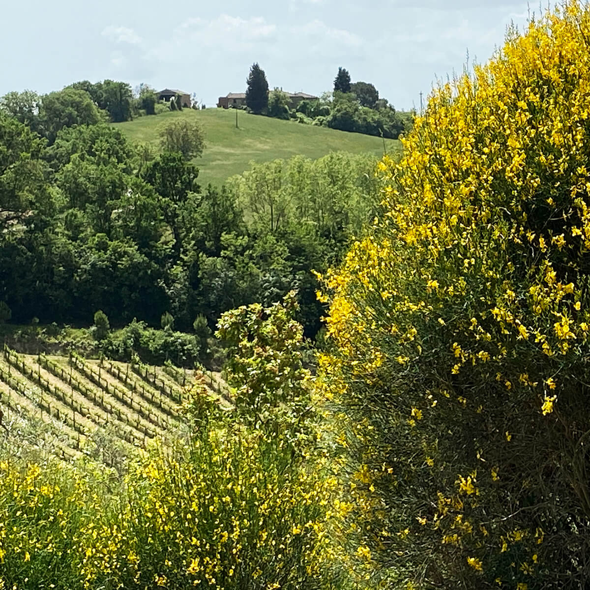 paesaggio_vino